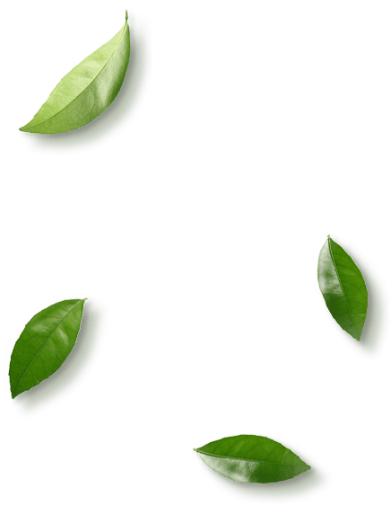 leaves.png